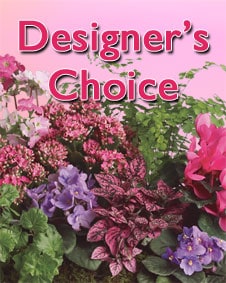 Designer's Choice